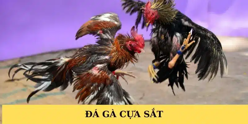 Đá gà cựa sắt - FB88
