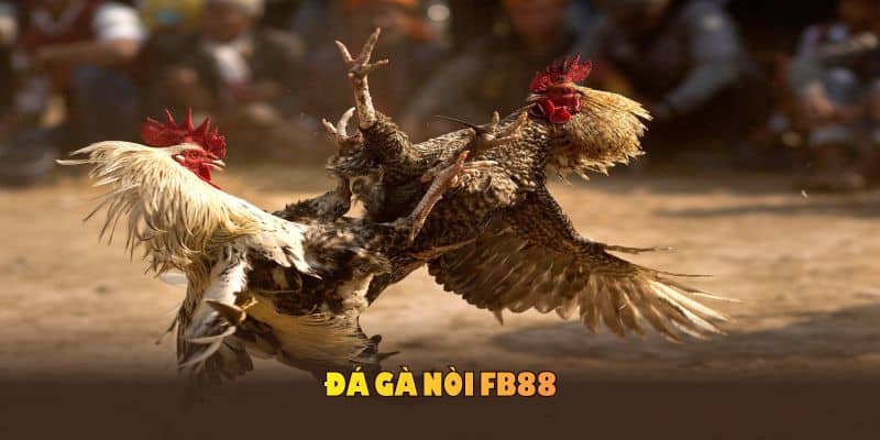 Đá gà nòi - FB88