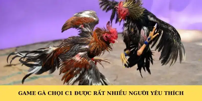 Game gà chọi C1 được rất nhiều người yêu thích