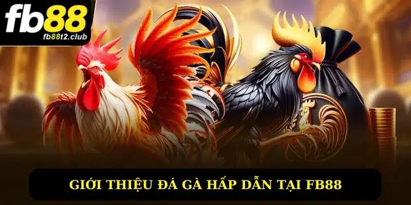 Giới thiệu đá gà hấp dẫn có tại Fb8