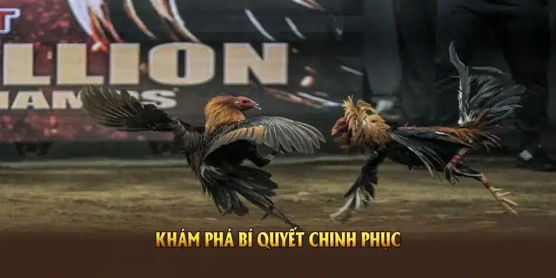 Khám phá bí quyết chinh phục đá gà tre và giành chiến thắng