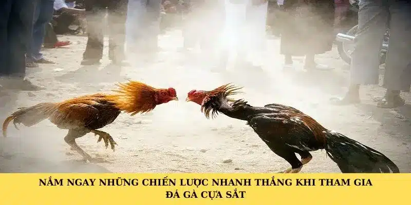 Nắm ngay những chiến lược nhanh thắng khi tham gia đá gà cựa sắt